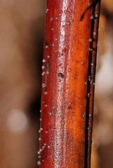 Hispidula dicksoniae