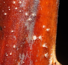 Hispidula dicksoniae