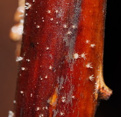 Hispidula dicksoniae