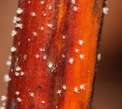 Hispidula dicksoniae