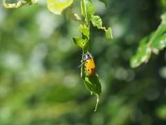 Lachnaia sexpunctata