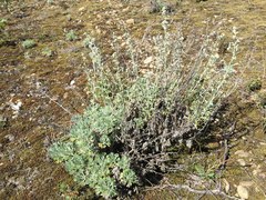 Artemisia alaskana