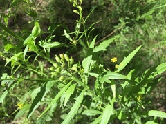 Rorippa barbareifolia