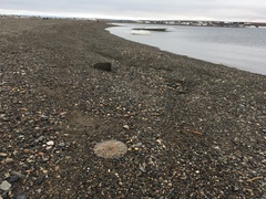 Chrysaora melanaster