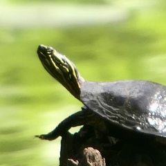Chrysemys dorsalis