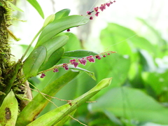 Stelis argentata