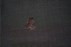 Pristimantis altamazonicus