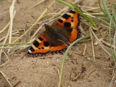 Aglais urticae