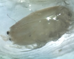 Emerita benedicti