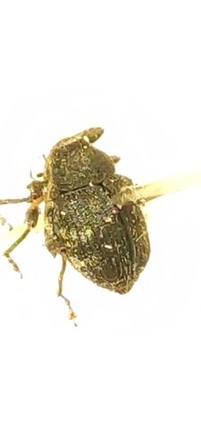 Mogulones abbreviatulus