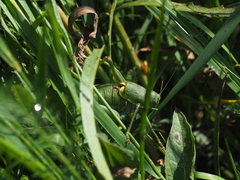 Polysarcus denticauda