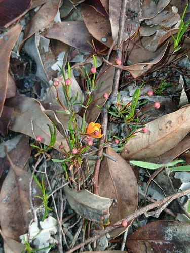 Hibbertia stellaris, photograph 6
