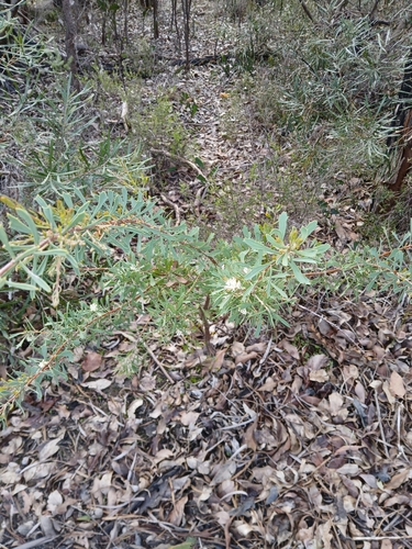 Image of Hakea varia by (c) naturewatchwidow, some rights reserved (CC BY)