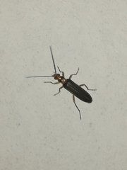 Nacerdes carniolica
