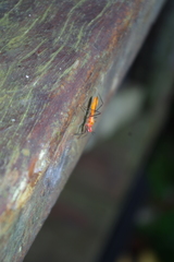 Ricolla quadrispinosa