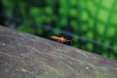 Ricolla quadrispinosa