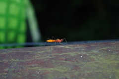 Ricolla quadrispinosa