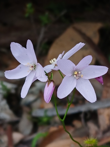 Drosera marchantii