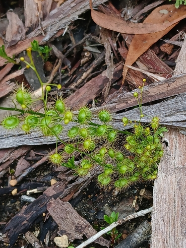 Drosera marchantii