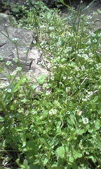 Valerianella