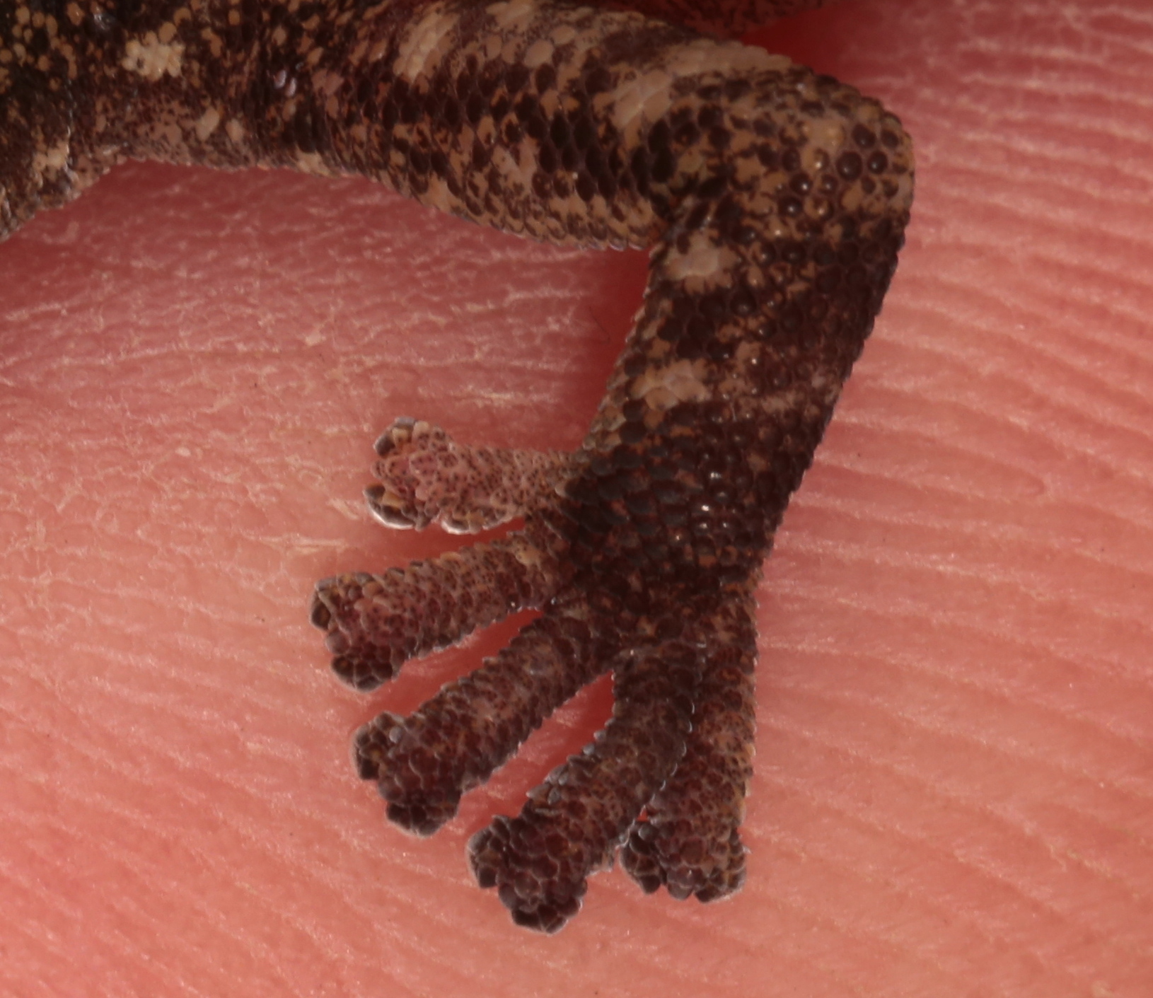 Namaqua Flat Gecko photo 2