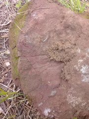 Gastrocopta armifera