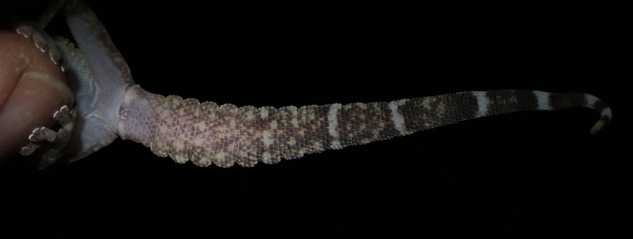 Namaqua Flat Gecko photo 3