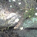 Arabidopsis lyrata lyrata - Photo (c) Joe Metzger, algunos derechos reservados (CC BY-NC), subido por Joe Metzger