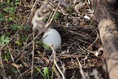 Alopochen aegyptiaca