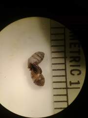 Gastrocopta armifera