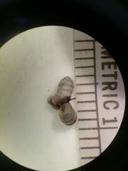 Gastrocopta armifera