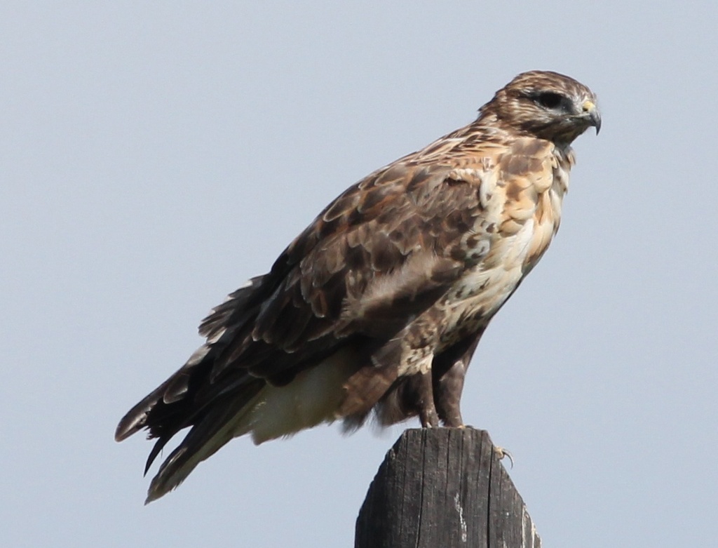 Upland Buzzard photo