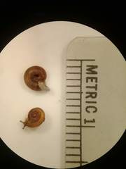 Discus whitneyi