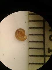 Discus whitneyi