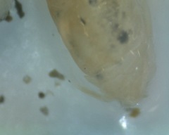 Emerita benedicti