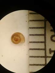 Discus whitneyi