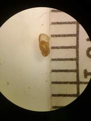 Discus whitneyi