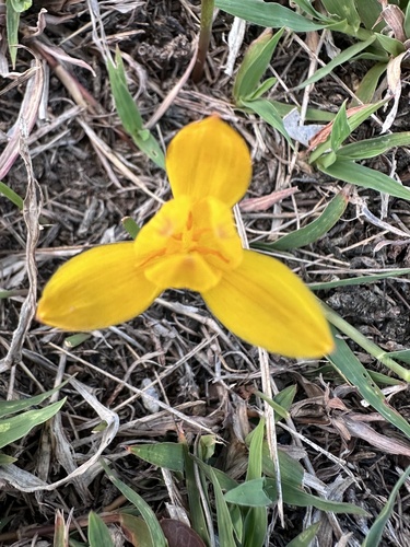 Zephyranthes citrina