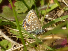 Polyommatus icarus