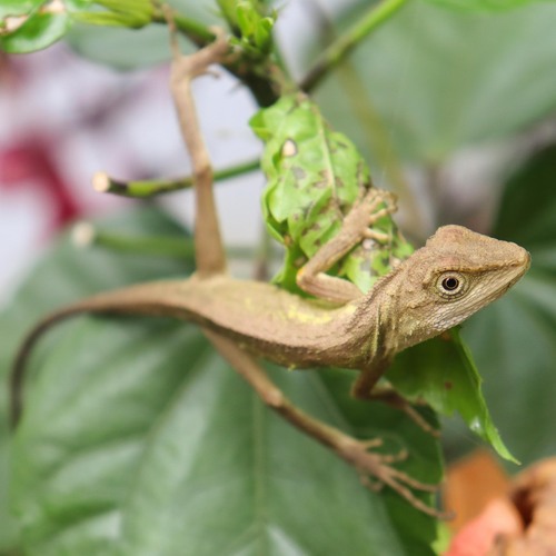 Green Fan-throated lizard, Ptyctolaemus gularis