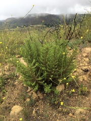 Deinandra minthornii