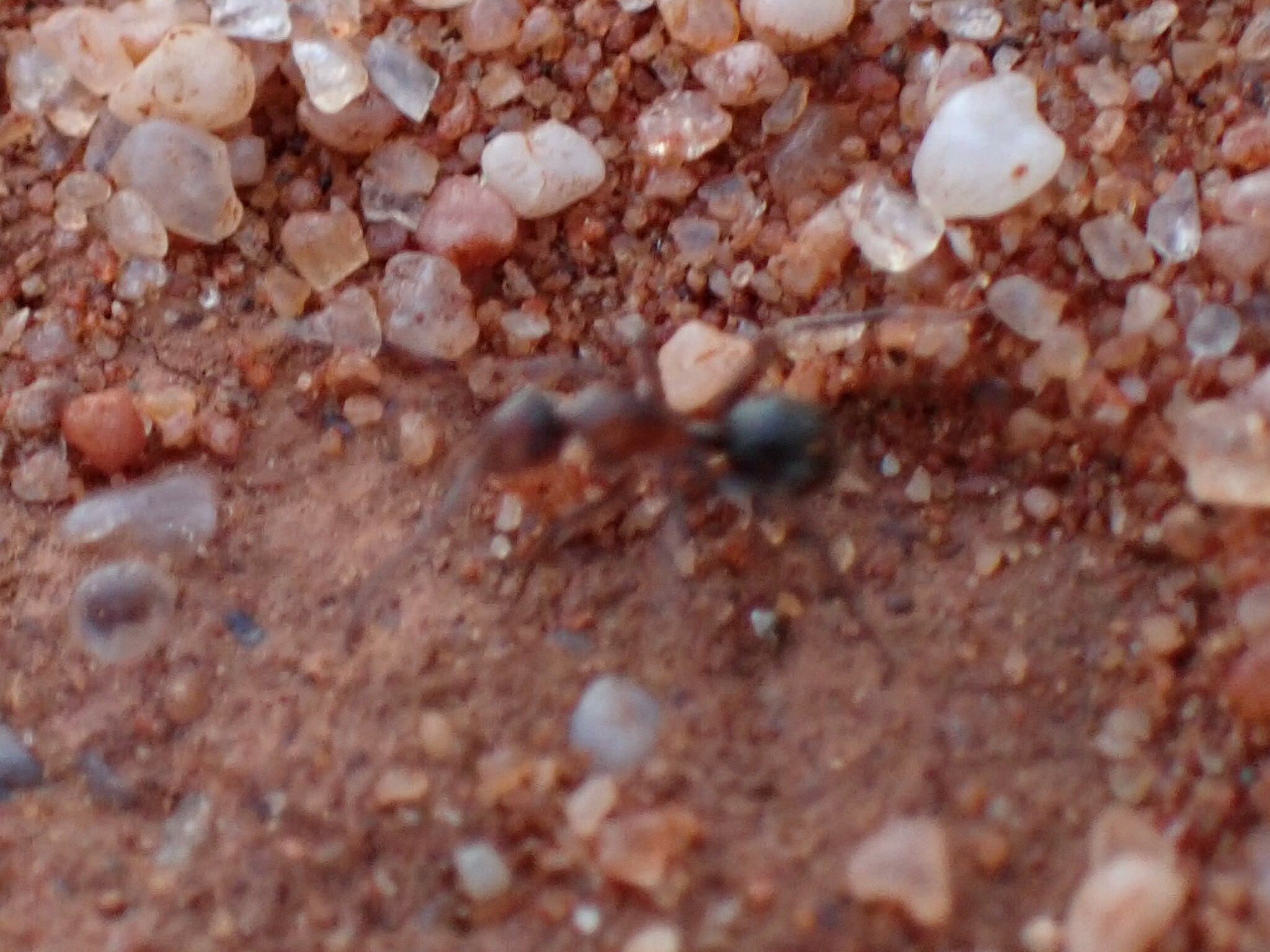 Camponotus sponsorum