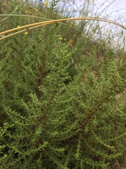 Deinandra minthornii