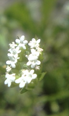 Valerianella