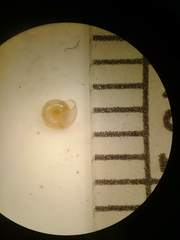 Striatura milium