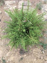 Deinandra minthornii