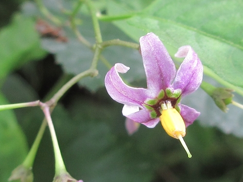 Solanum japonense iNat (1)