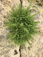 Deinandra minthornii