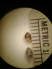 Gastrocopta armifera