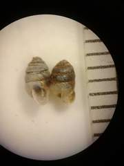 Gastrocopta armifera